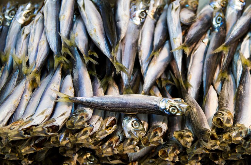 メザシ(いわし干物)は超優良食品。これを食べればカルシウム不足解消します。釣太郎