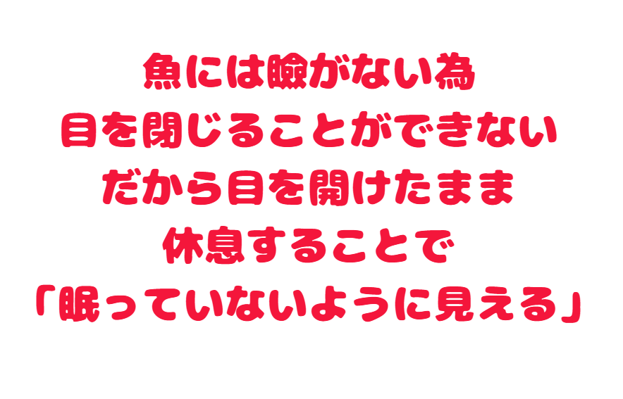 魚にはまぶたがないため、目を閉じることができない。そのため、目を開けたまま休息することで「眠っていないように見える」。釣太郎