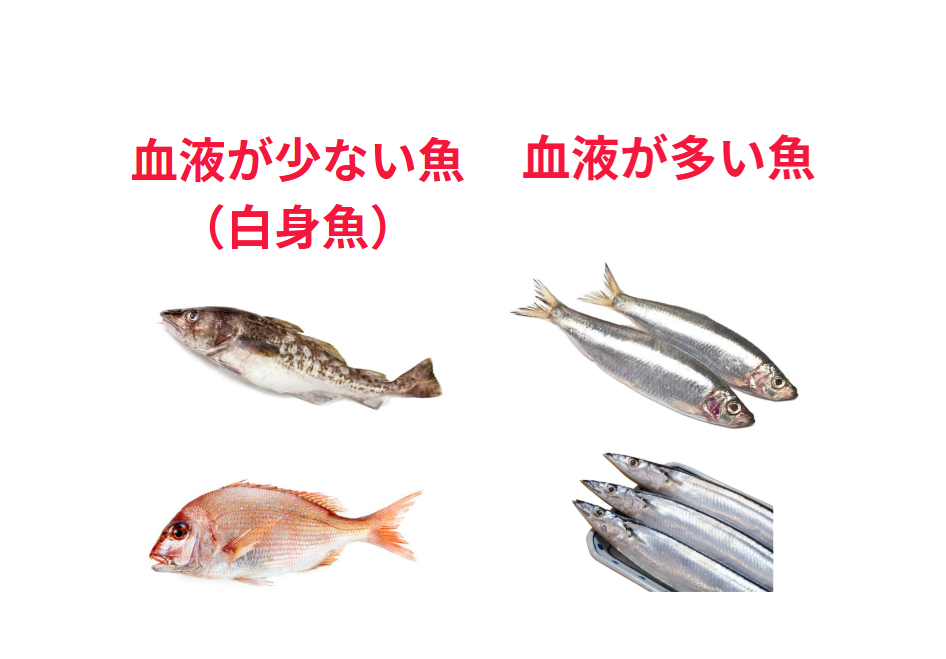 魚には、血液の多いものと少ないものがおり、一般的に「赤身魚」と「白身魚」として区別されます。釣太郎
