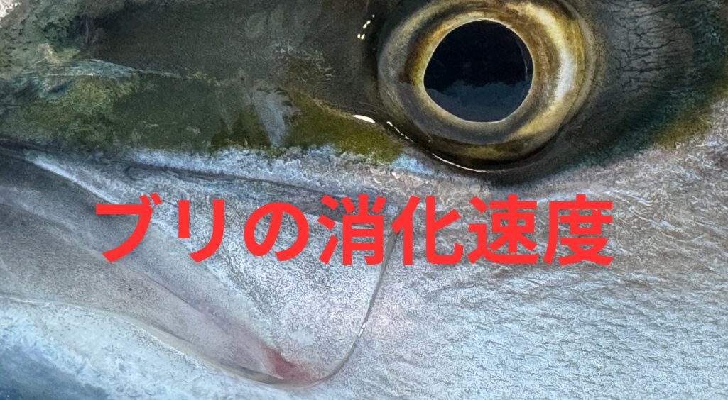 ブリが自分の体長の半分の魚を捕食した場合、食べるのにどれくらい時間がかかる？釣太郎