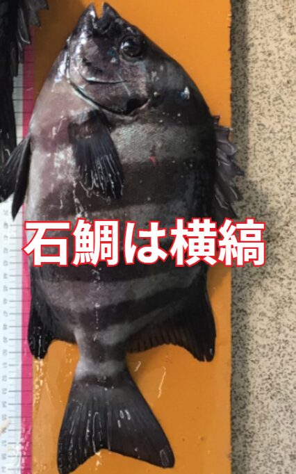 魚における「縦縞「横縞」の判断基準として、魚を口を上にした状態でラインの方向を見て判断する。釣太郎