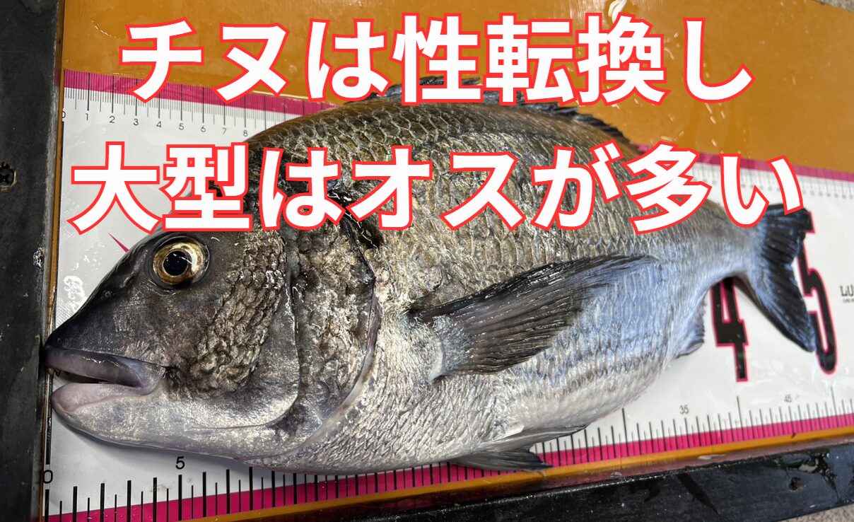 チヌ（クロダイ）は若い頃はメスとして繁殖し、成長するとオスに性転換する魚。釣太郎