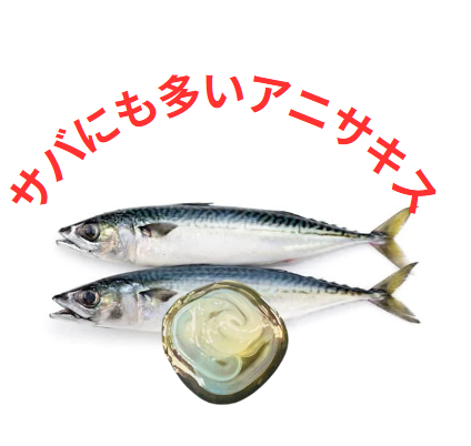 アニサキスはイワシ、アジ、サバ、カツオ、サケ等に多いが、これらの魚は無害なのか？釣太郎