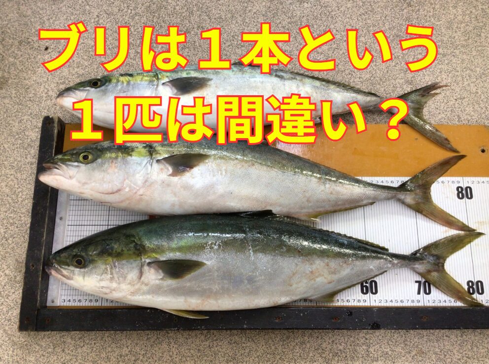 ブリの数え方は通常何本、という。１匹は使わない？なぜ？釣太郎の魚の数え方説明。