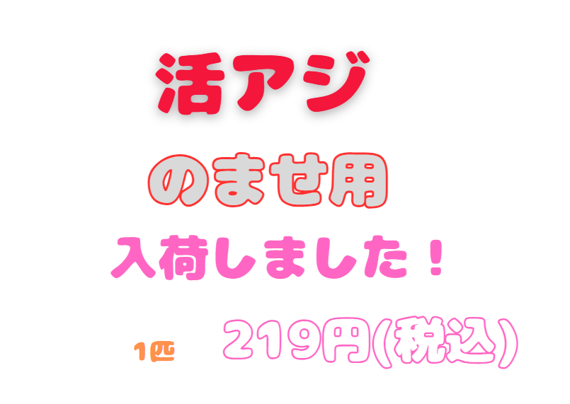 のませ釣り用活けアジあります。アオリイカ用と共に1匹219円(税込)。釣太郎