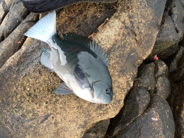 全身真っ黒なグレに白い尾ひれについて、フカセ釣り師へ説明します。釣太郎