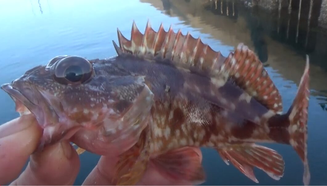 堤防から簡単に釣れるガシラ(カサゴ)の特徴紹介。釣太郎
