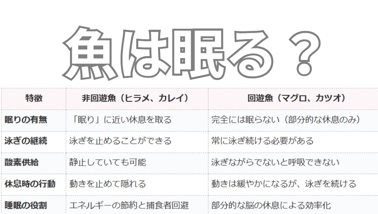 魚は眠るのか？釣太郎