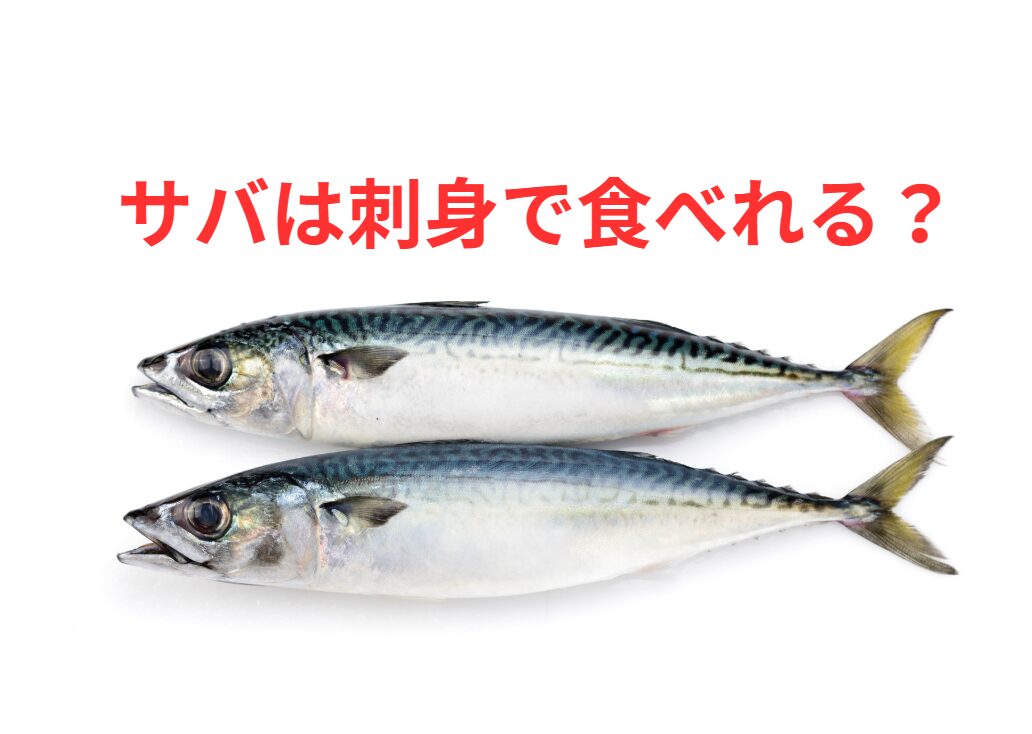 サバは刺身で食べても問題がないのか？釣太郎
