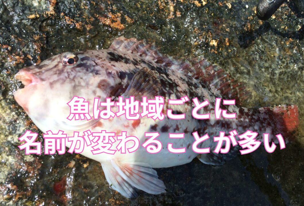 魚は地方により名前が変わることが多い。価値観も全く異なる。この理由説明。釣太郎