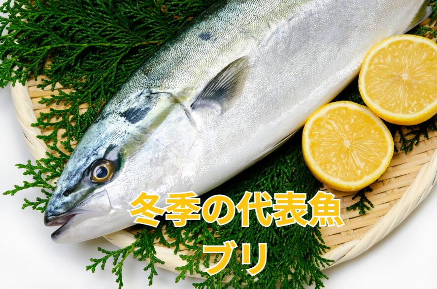 寒い時期の代表魚、寒ブリは脂がのり美味。釣太郎
