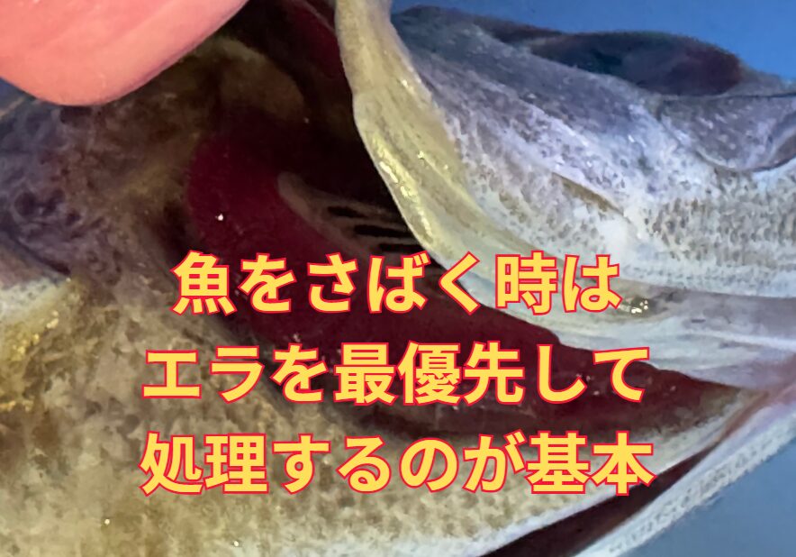 魚をさばく時は、エラを最優先するのが基本。調理入門。釣太郎