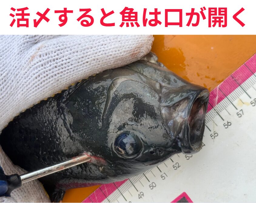魚が活〆（いけじめ）された際に、「目がぐるっと回り、口が開く」現象は、神経系や筋肉が死後硬直に、移行する際の反応に関連しています。釣太郎