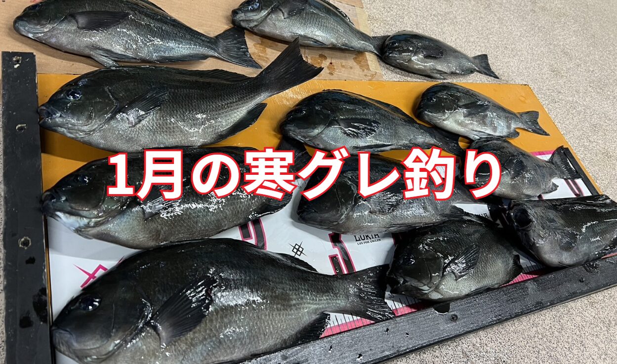 1月の寒グレ（メジナ）つりについて。状況と注意事項をフカセ釣り初心者へご説明。釣太郎