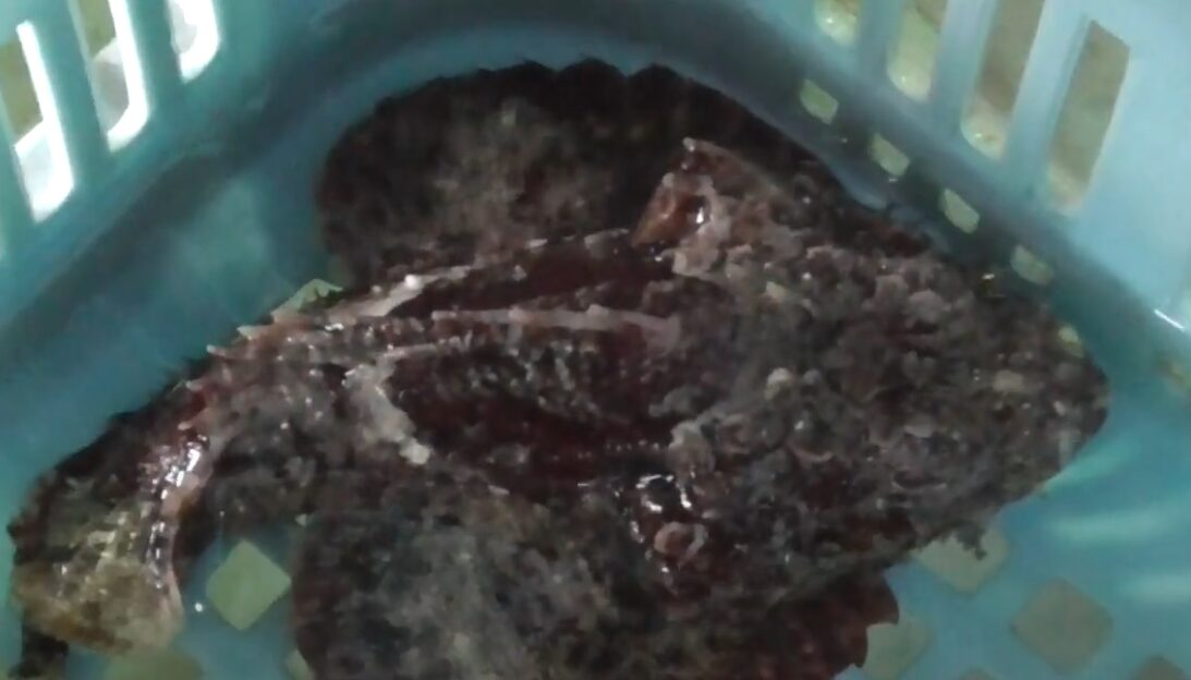 オコゼはかつて下手物だったが、いつから高級魚になった？起点はなに？釣太郎