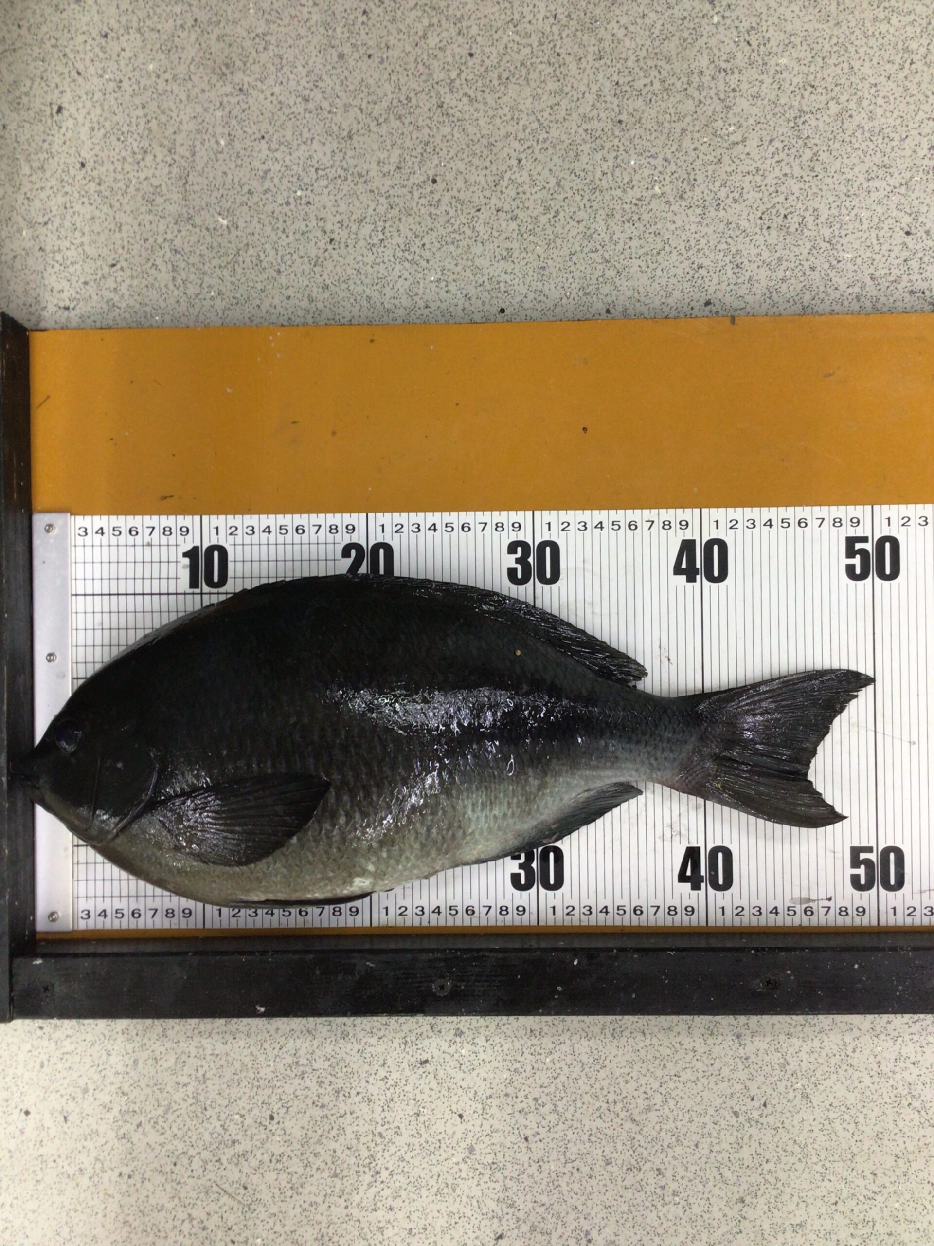 グレ（メジナ）50㎝釣果は、フカセ釣り師にとって特別な価値がある。釣太郎