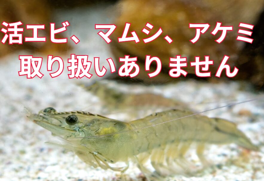活けエビ（シラサ、ボケ）、マムシ、アケミ取り扱いありません。釣太郎