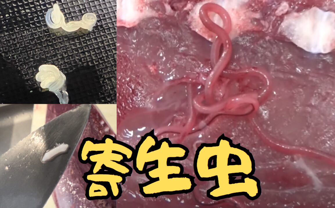 日本で確認されている魚の寄生虫は多種多様で、数百種類に及びます。釣太郎