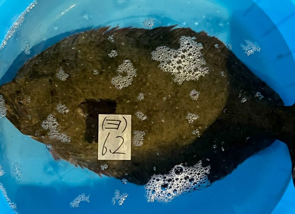 ヒラメはなぜ平べったい形をしている？釣太郎