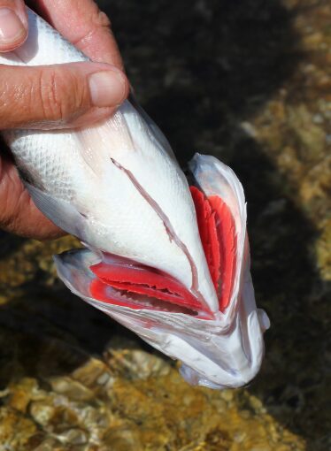 エラは魚が水中で呼吸するための器官です。釣太郎