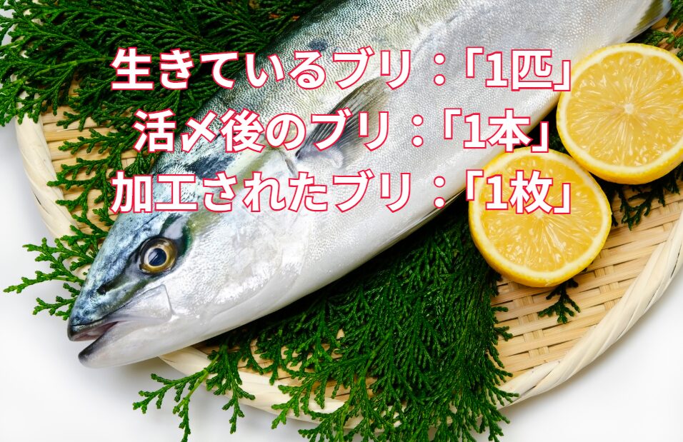 生きているブリ：「1匹」 例: 「ブリが水槽で3匹泳いでいる」 活〆後のブリ：「1本」 例: 「活〆のブリを1本持って帰った」 加工されたブリ：「1枚」 例: 「ブリの切り身が2枚欲しい」釣太郎