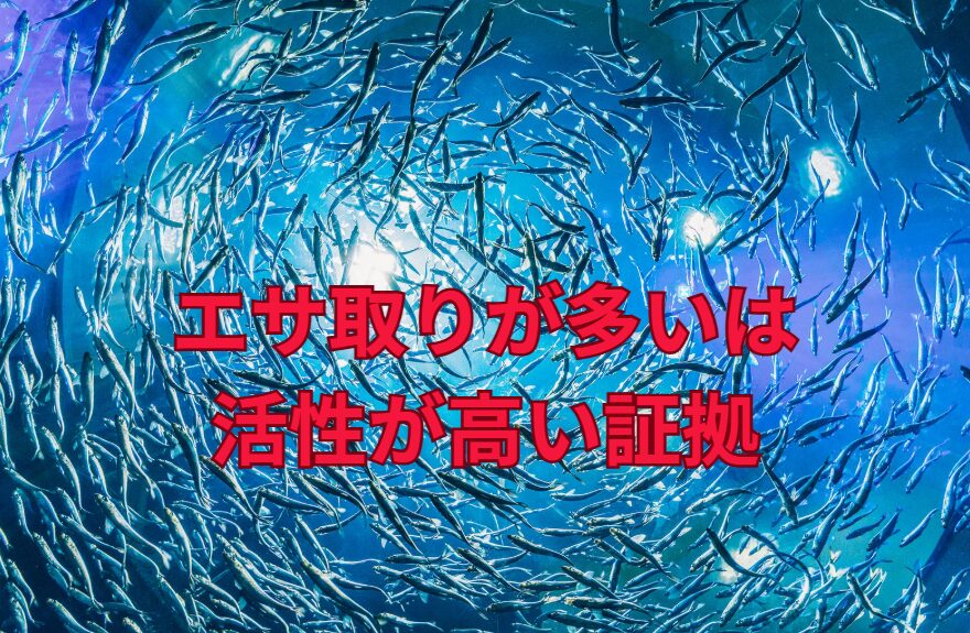 エサ取りが多いのは釣り人の頭痛の種だが、活性している証拠でもありチャンスととらえましょう。釣太郎