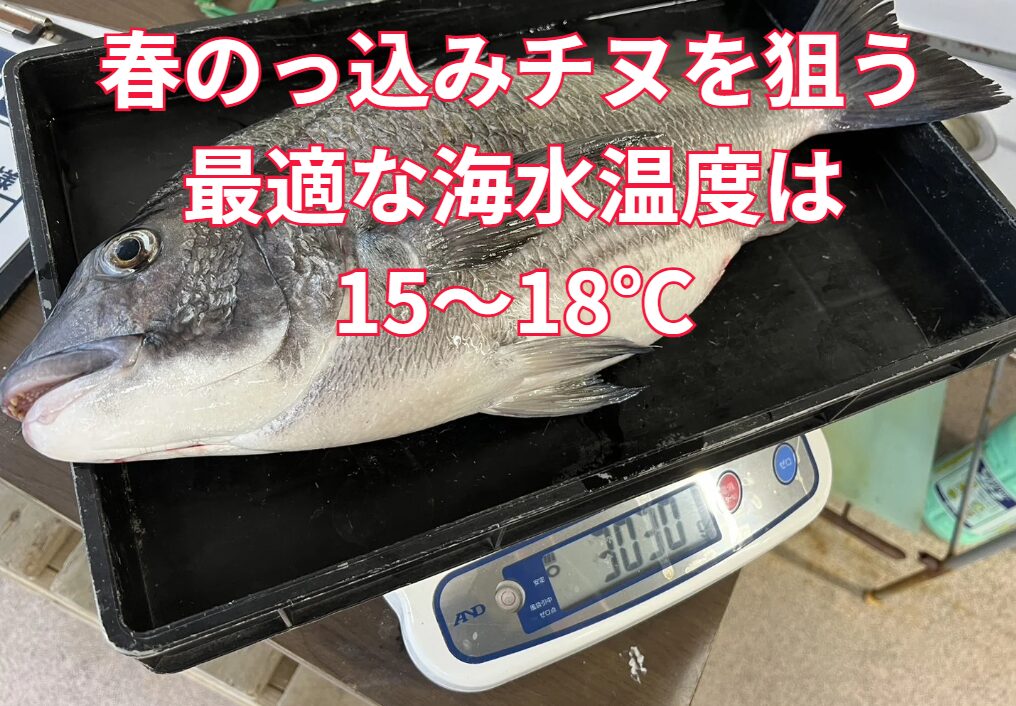 南紀地方で春の乗っ込みチヌを狙うなら、15～18℃の海水温度が最適。釣太郎