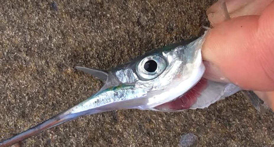 魚臭さの匂いの最大なものはエラ。内臓ではないんです。釣太郎