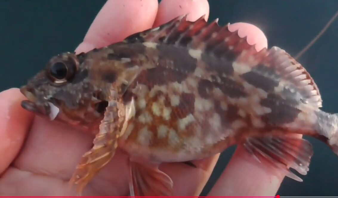 ガシラ（カサゴ）が天寿を全うする割合は低く、1万個の卵に対して1匹以下が寿命を全うするのが一般的です。釣太郎