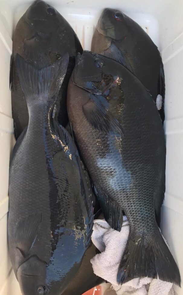 **グレ(メジナ)**は性転換することで知られ、大きくなるとオスになる性質を持っています。この性転換が始まるサイズや、50cmのメスが存在する可能性について、以下に詳しく説明します。 1. グレの性転換の仕組み グレ(メジナ)は**雌性先熟(しせいせんじゅく)**という性転換の生態を持っています。 雌性先熟とは? 若い個体はすべてメスとして成長し、一定のサイズや年齢に達すると性転換してオスになります。 繁殖成功を高めるための戦略であり、大型のオスがメスを守る行動が見られる。 2. 性転換が始まるサイズ グレがオスに性転換するタイミングは、サイズや地域の環境要因によって異なりますが、一般的な目安は以下の通りです: サイズの目安: 通常、30~40cm程度で性転換が始まる個体が多い。 環境や個体差により、早い場合は30cm未満でオスになることも。 大型になるほど性転換している可能性が高い。 年齢の目安: 約4~6歳頃に性転換することが多いとされています。 3. 50cmのメスは存在するのか? 50cmのグレがメスである可能性は非常に低いですが、完全に否定はできません。 理由1: 性転換は成長や年齢に応じて進むため、50cmまで成長しても性転換していない個体は稀に存在します。 理由2: 環境によって性転換のタイミングが遅れる場合があり、特定の条件下では大型のメスが残ることもある。 ただし、50cmを超える個体の多くはすでに性転換を済ませたオスである可能性が圧倒的に高いです。 4. 性転換と地域差 南紀のような暖かい地域では、成長が早いため性転換も早く進む傾向があります。一方、寒冷地のグレは成長が遅く、大型のメスが存在する可能性が相対的に高まる場合もあります。 5. 繁殖と性転換の関係 性転換は繁殖効率を最大化するための戦略として進化したと考えられています。 メスとして繁殖を行った後、大型化すると群れの中で支配的なオスとしてふるまい、群れ全体の繁殖を守る役割を担います。 まとめ 性転換の開始サイズ: 一般的に30~40cm程度から始まることが多い。 50cmのメス: 存在の可能性はあるものの、非常に稀。ほとんどの50cm級のグレは性転換を終えたオスである。 地域差: 暖かい地域ほど性転換が早く進み、大型のメスがさらに少なくなる傾向がある。 50cmのグレを釣った場合は、ほぼ間違いなく性転換後のオスと考えてよいでしょう!