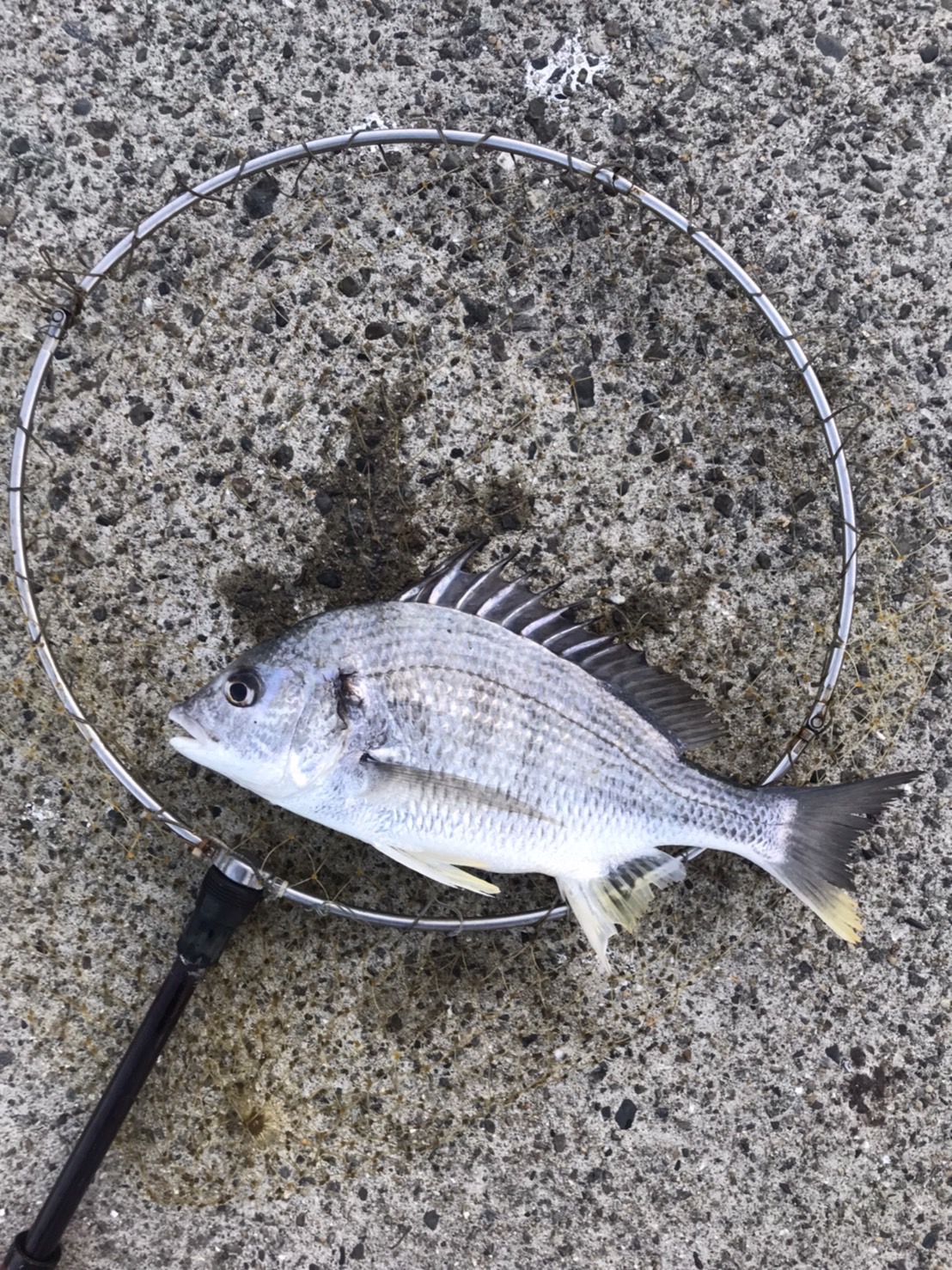 キビレチヌの特徴紹介。団子釣り入門。釣太郎