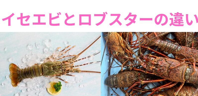 イセエビとロブスターの違いのご説明。釣太郎