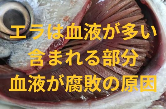 魚をさばく時最優先するべき個所は鰓。血液が多く含まれる部分で、血液が腐敗の原因となる。釣太郎
