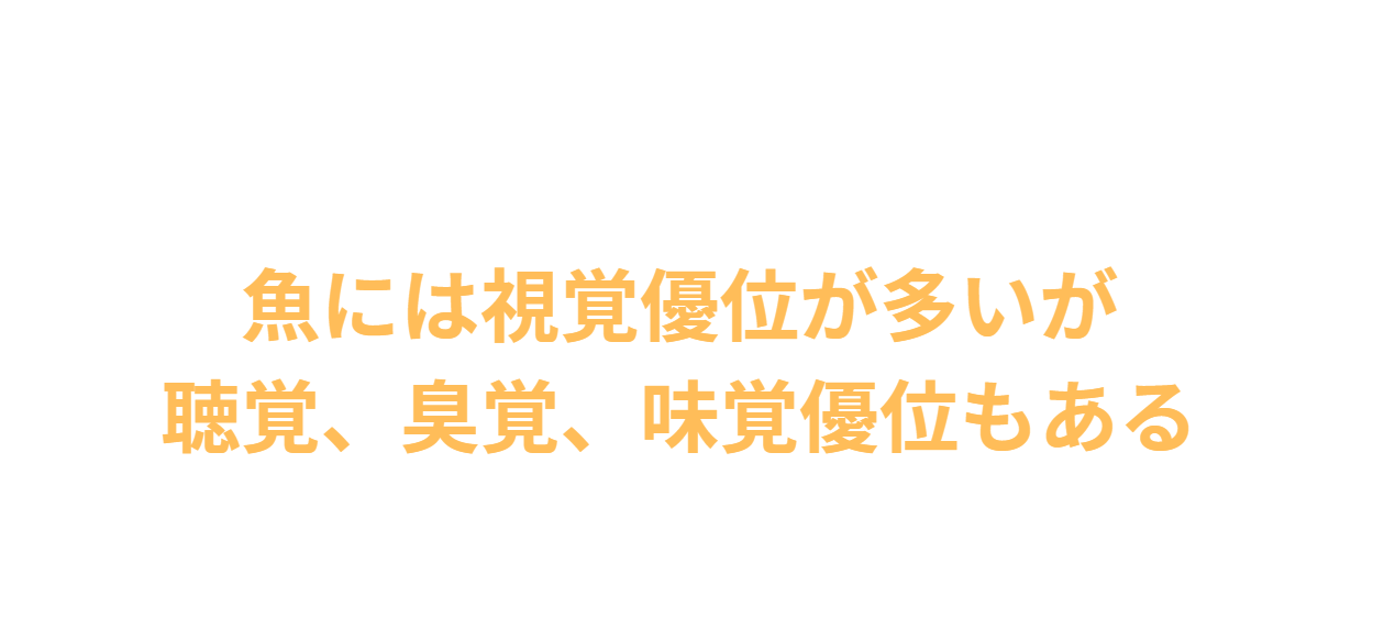 魚は視覚優位が多いが、聴覚、臭覚、味覚優位もある。釣太郎