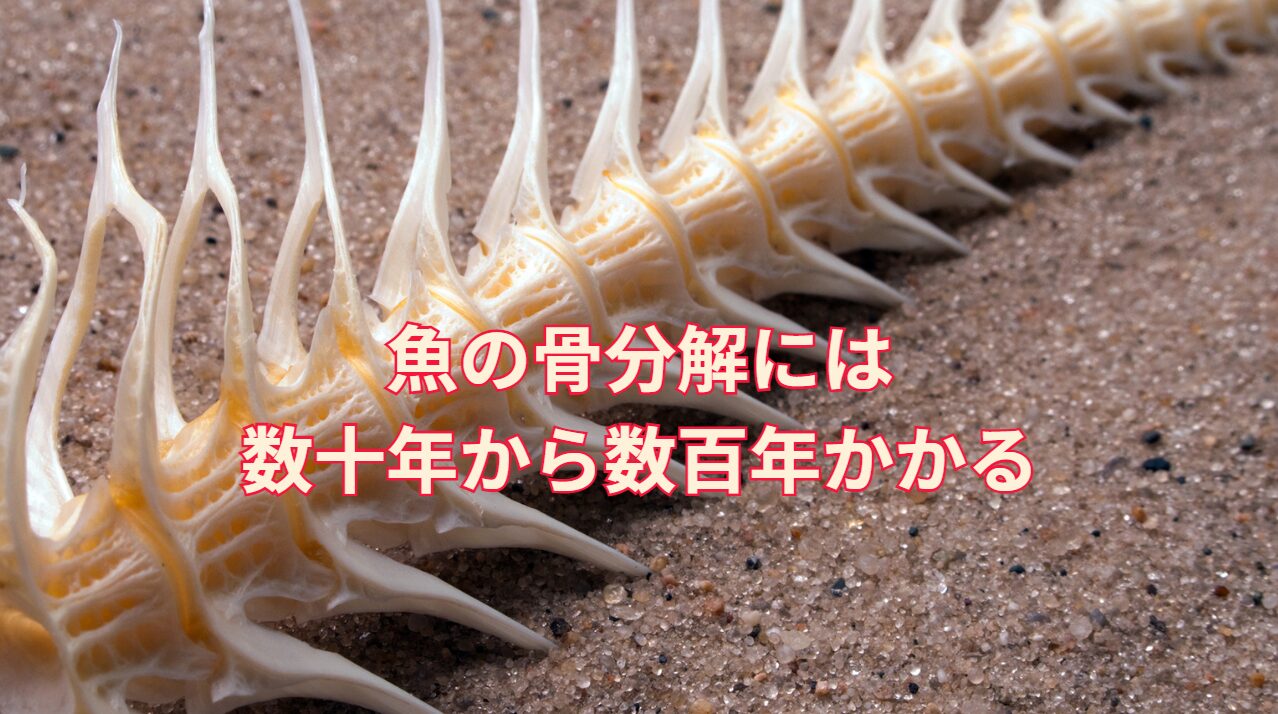 魚の骨の完全な分解には、数十年から数百年かかる。釣太郎