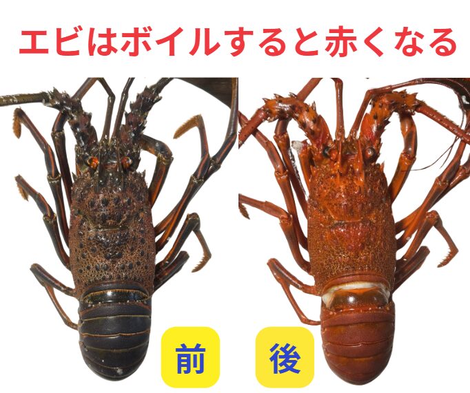 エビを茹でると赤くなるのは、エビの殻に含まれる「アスタキサンチン」という赤い色素が関係しています。釣太郎