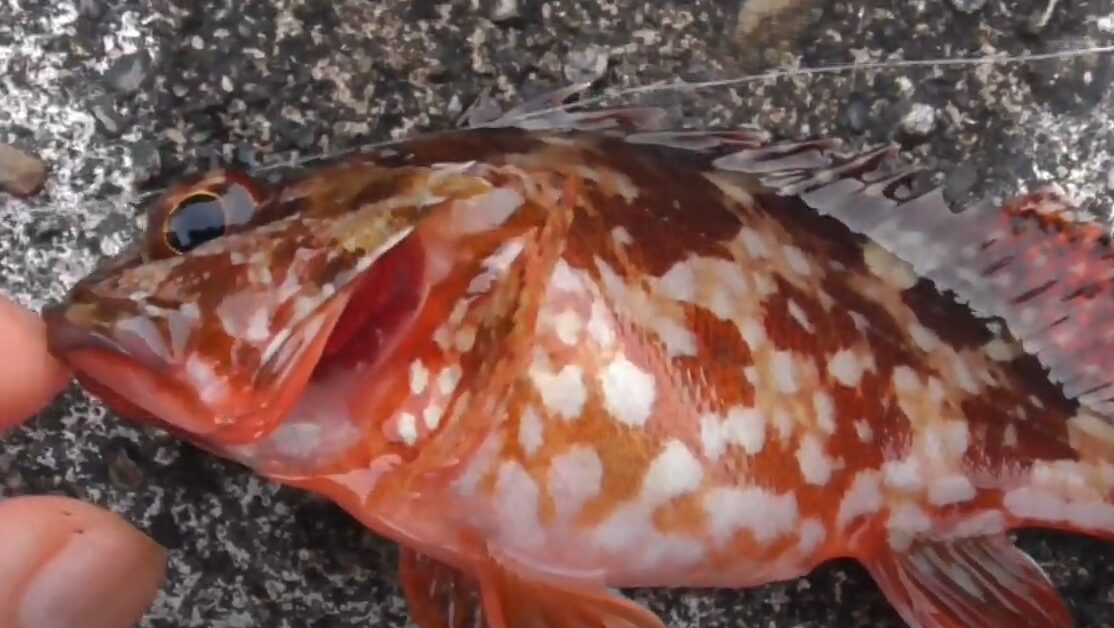 ガシラ（カサゴ）は体長15cm前後から産卵可能とされていますが、10cm程度の個体でも卵を抱える「腹ボテ」の状態が見られることがあります。釣太郎