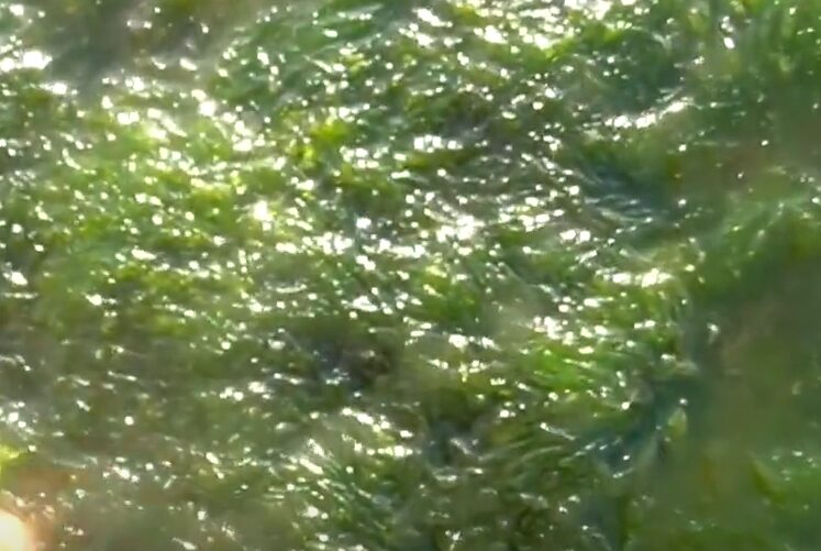 アオサで釣れるグレ（メジナ）は大きい。一般釣狙いに最適。はフカセ釣り師の合言葉。釣太郎