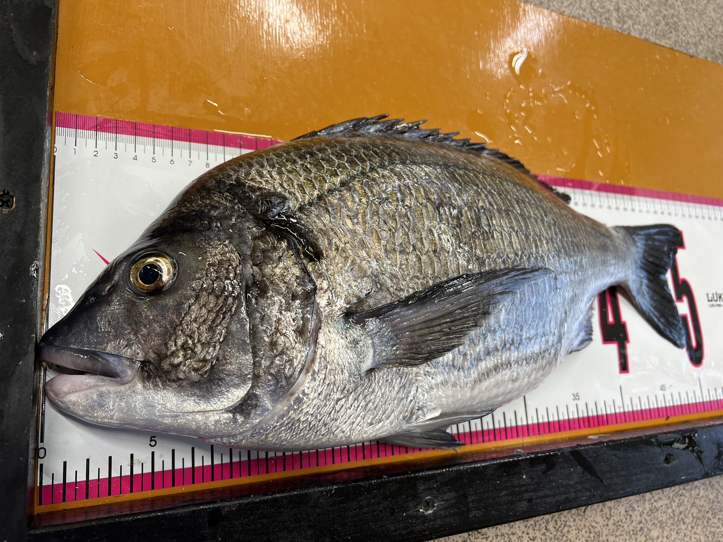 チヌは黒色は臭いがするが、シルバーは臭いがほとんどない、という釣り人は多い。釣太郎