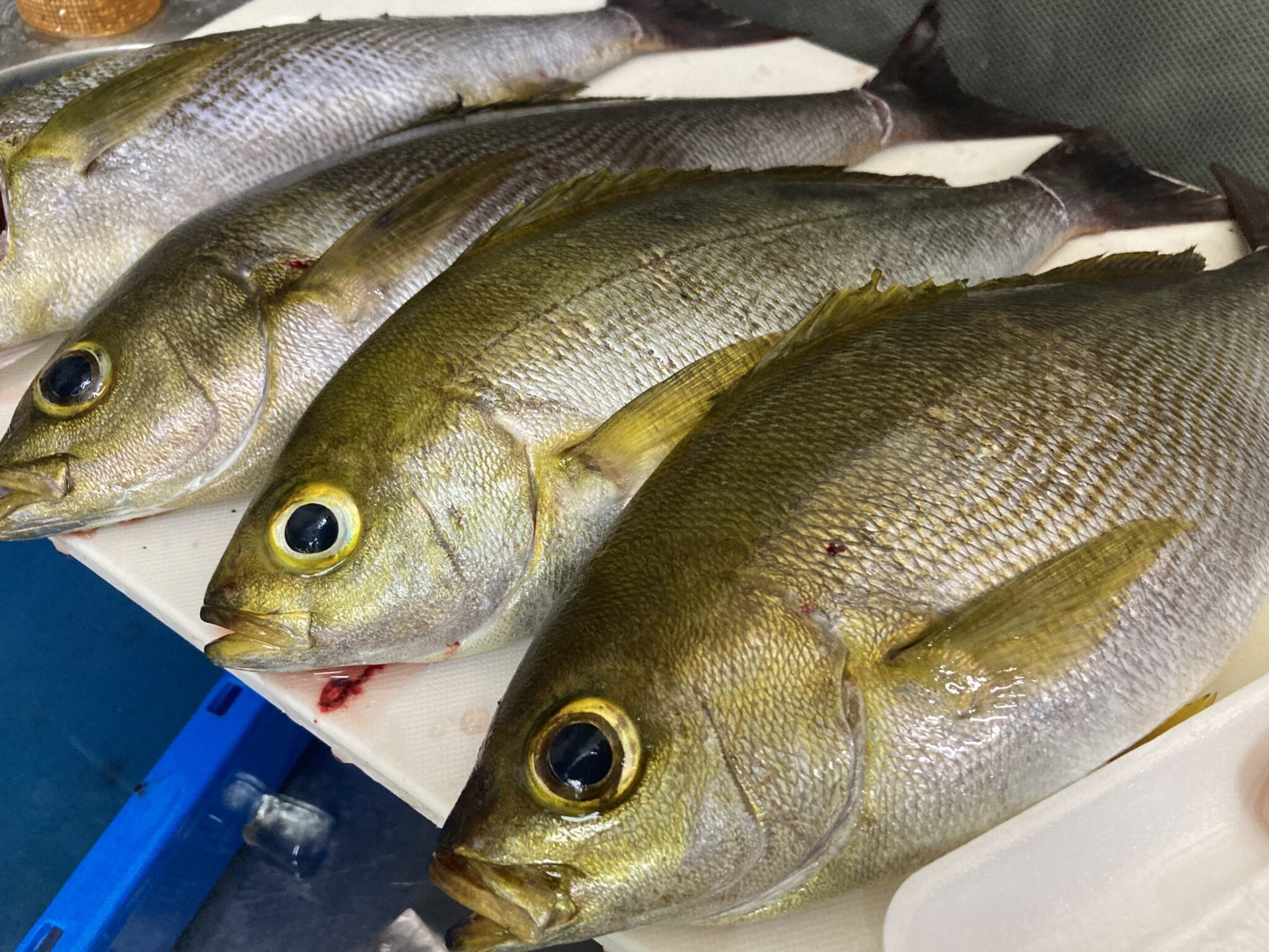 麦わらイサギといわれ、猛暑時に旬を迎えるイサキは最高に美味な魚。釣太郎