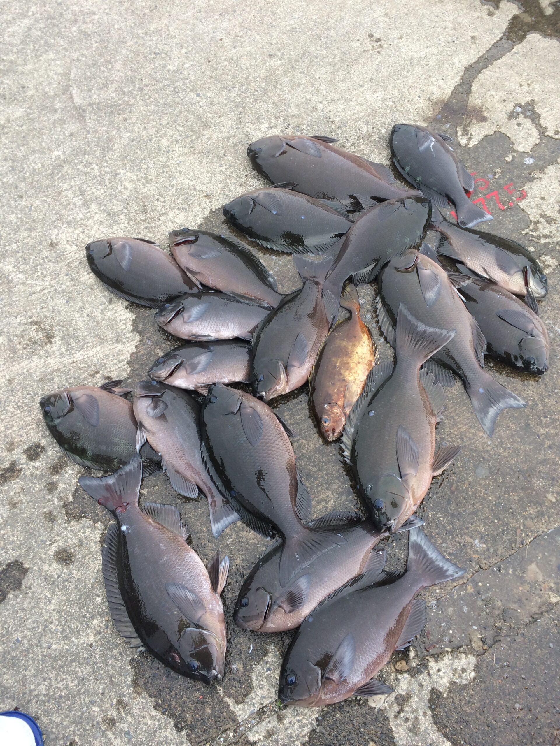 大型のグレは群れの中でも優位な立場にあり、餌を効率よく独占するために縄張りを持つ。特に底の方にいるとエサが流れつきやすい場所を占められるため、底付近にとどまる傾向がある。釣太郎