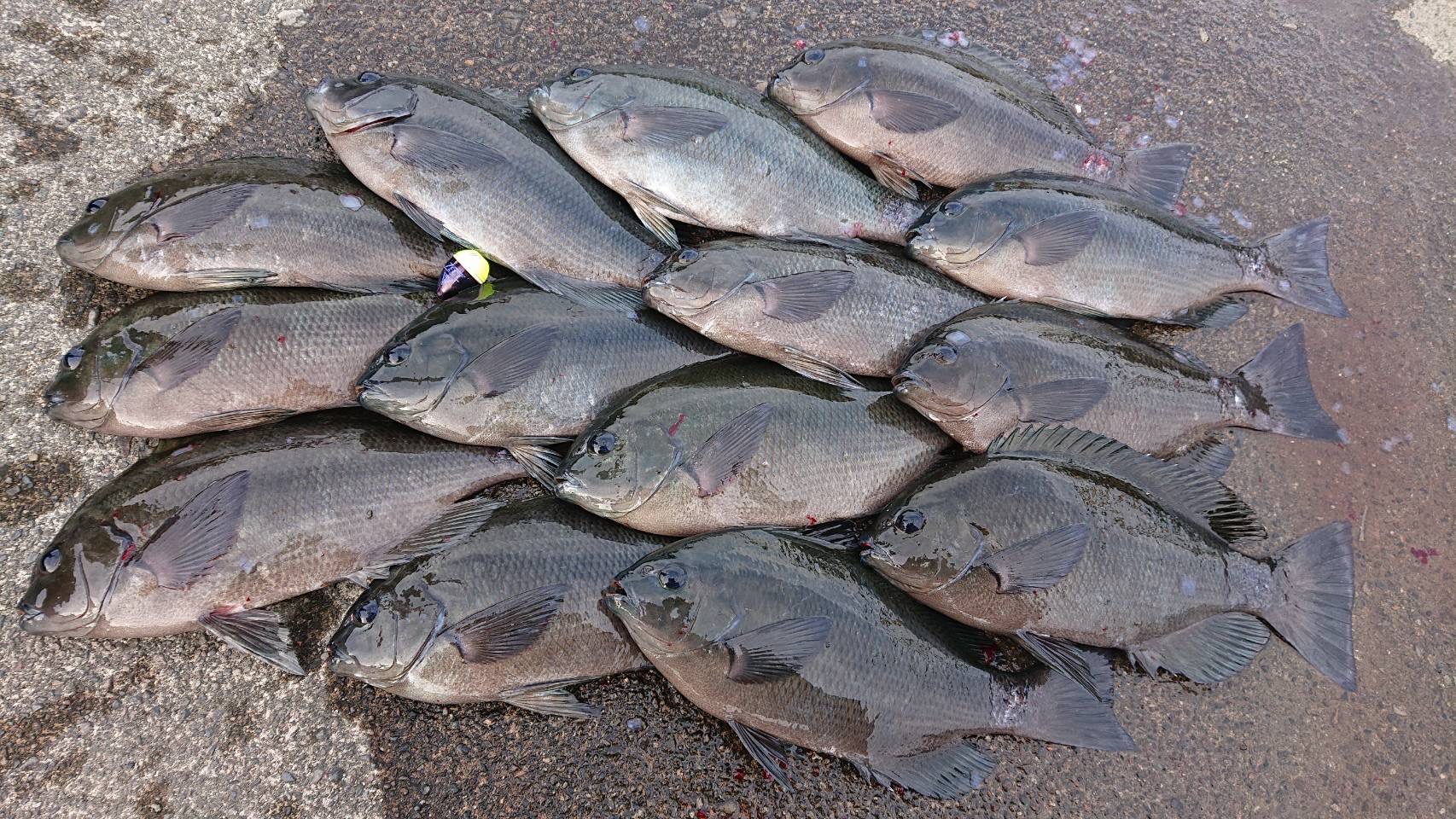 グレ（メジナ）は群れで行動する魚だが、「底に大型が居る」はフカセ釣り人の常識。これを科学的にフカセ釣り初心者へご説明します。釣太郎