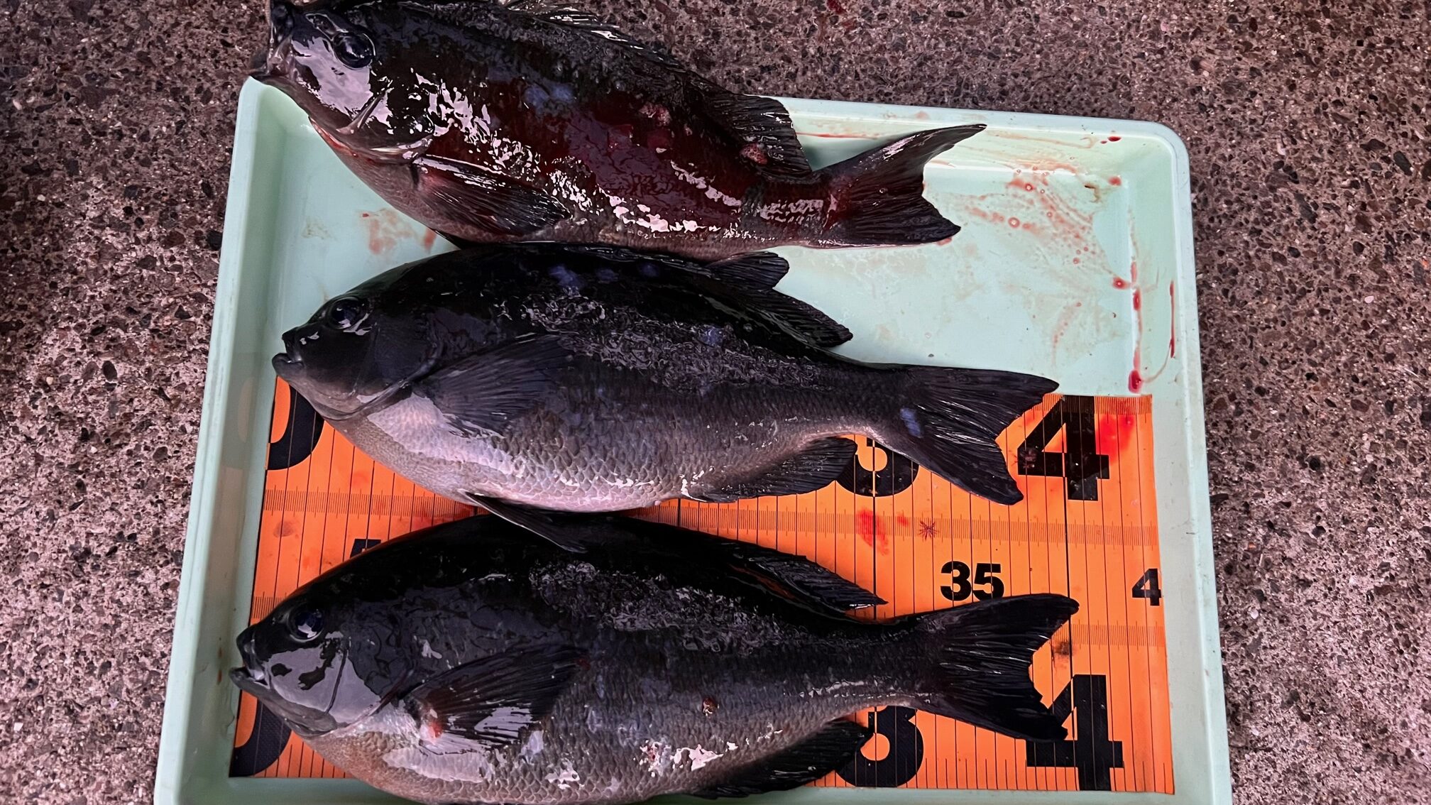 口太グレを捨て尾長グレ一本に絞って狙う時、どんな釣り方が有効か? フカセ釣り入門。釣太郎