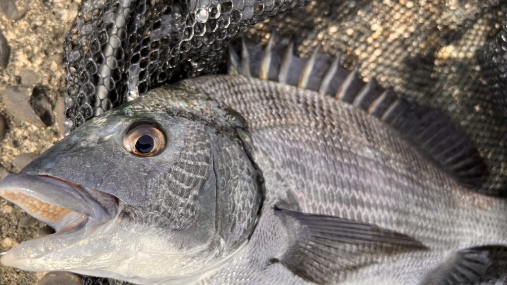 「のっこみ」とは何か？チヌ（クロダイ）釣り初心者へご説明します。釣太郎