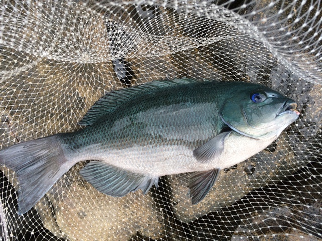 口太＆尾長グレ５０㎝級がヒットした時、力の強さはどれくらい？技術がないと取り込めない？フカセ釣り入門。釣太郎