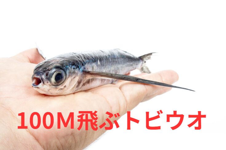 トビウオは、胸びれを翼のように使って空中を滑空する能力を持つ魚で、温暖な海域を中心に広く分布しています。釣太郎