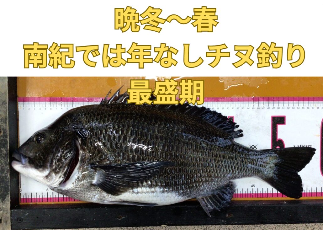 晩冬から春に掛けて、南紀地方で年なしチヌ釣りがピークに入ります。釣太郎