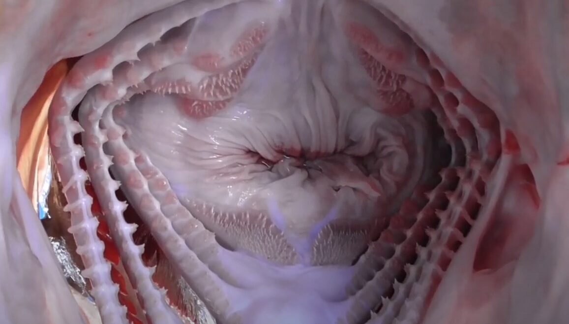 ギザギザの咽頭歯、滑らかながらも強靭な喉の筋肉、そして獲物を飲み込むための恐るべき収縮力。これが獰猛なクエの口の中。釣太郎