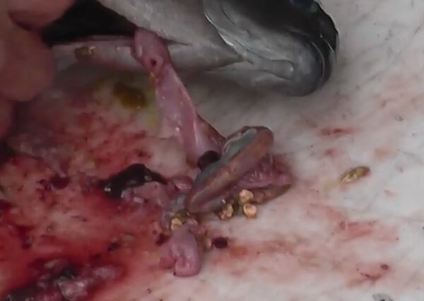 グレをさばくと胃袋や腸から押し麦が出てくることがあります。釣太郎