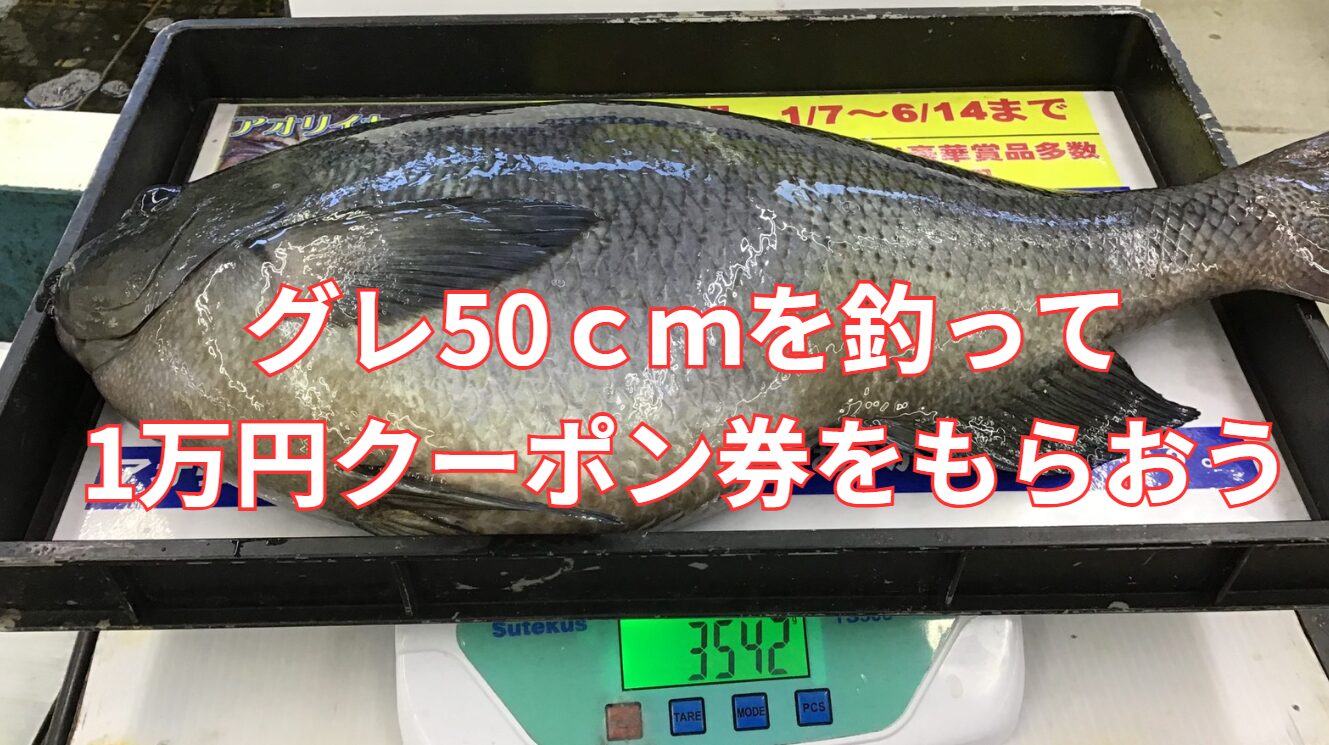 「夢の50cmオーバー！」挑戦する釣り人を応援！ 釣り人なら誰もが憧れる、「グレ（メジナ）50cmオーバー」。釣太郎